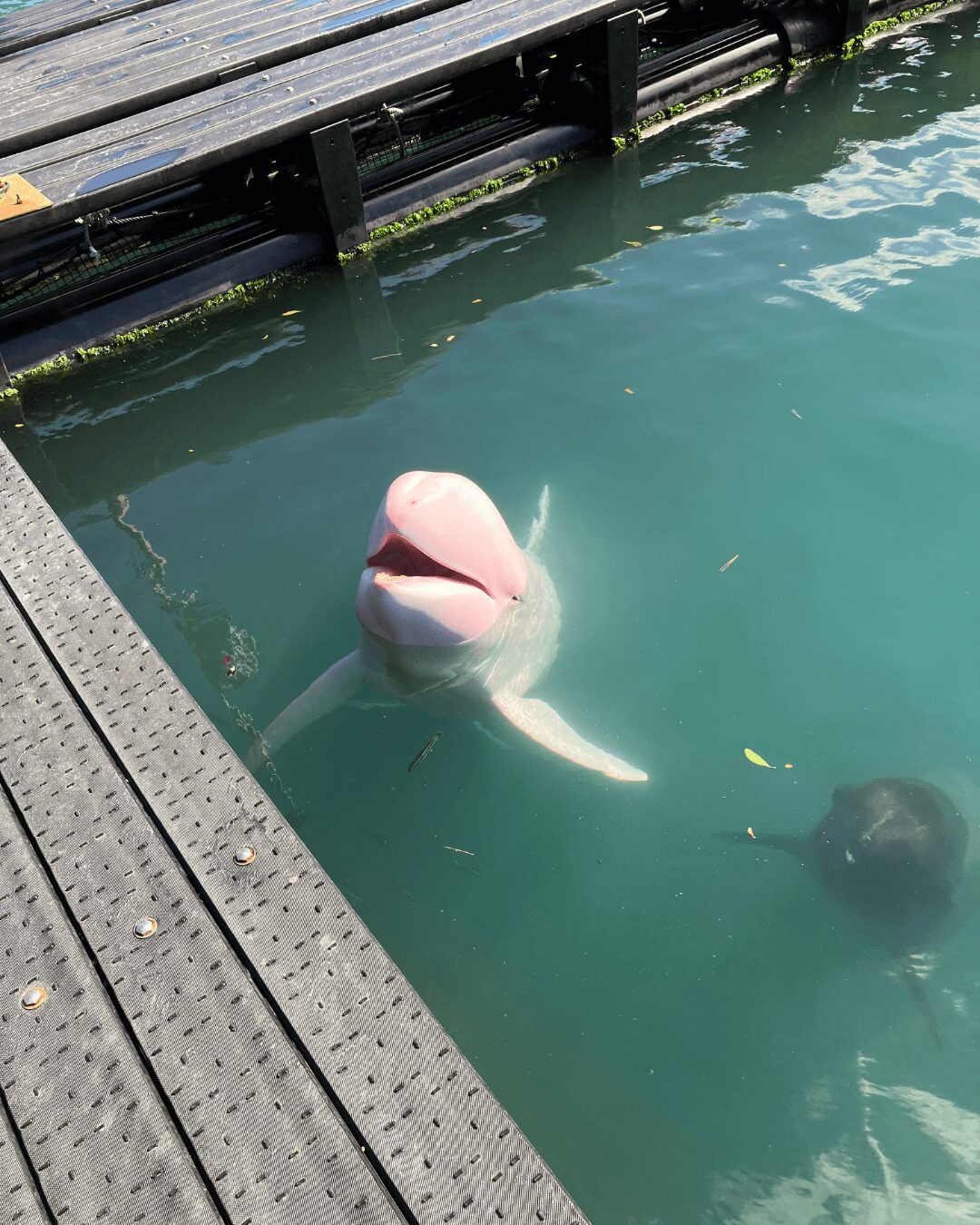 太地町立くじらの博物館