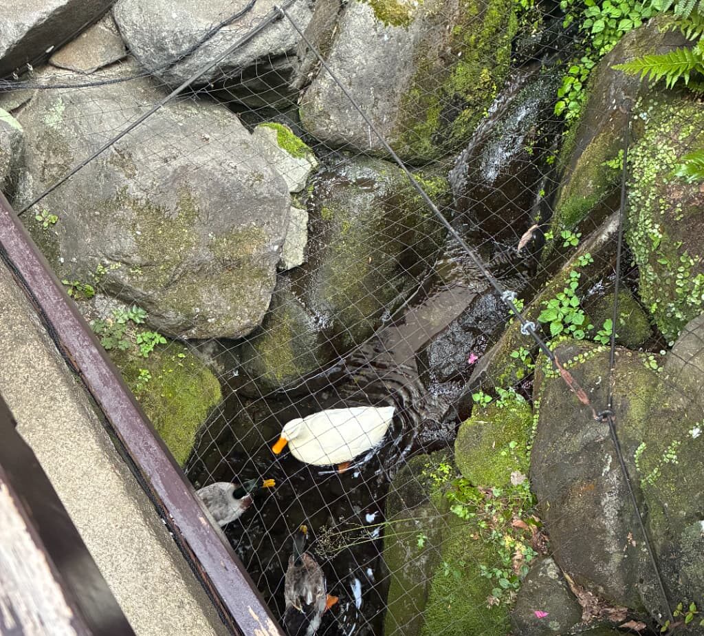 箱根のホテル『天成園』の庭園